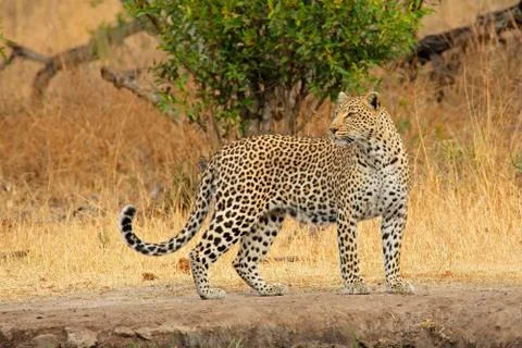 Alert leopard Stock Photos