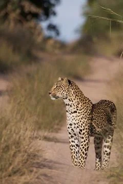 Alert leopard Stock Photos