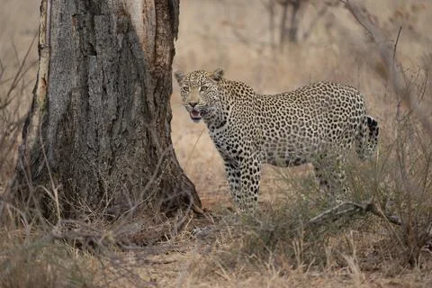 Alert leopard standing at the base of a tree Stock Photos