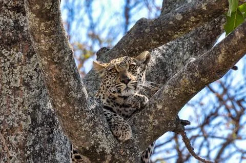 Alert leopard in a tree Stock Photos