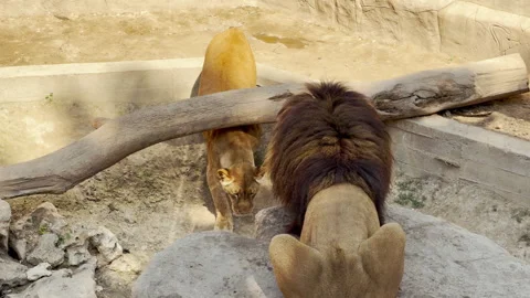 Alert Lioness Paces While Male Lion Rests in a Sunlit Zoo Enclosure Stock Footage 334514256