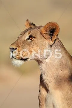 Alert lioness Stock Photos