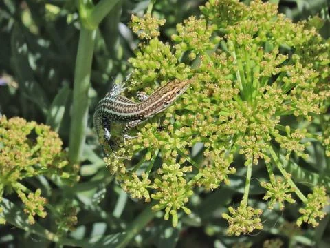 Alert Lizard on Plant Stock Photos