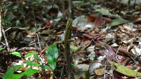 Alert lizard standing among dried leaves in dense forest undergrowth Stock Footage 258664496