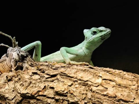 Alert Lizard on Tree Limb Stock Photos