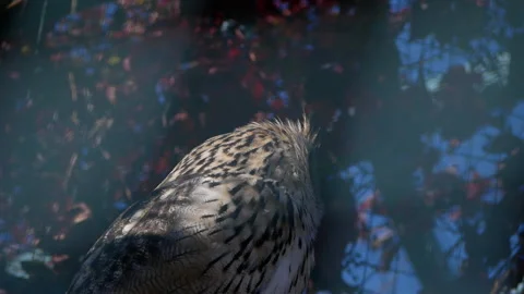 Alert long-eared owl scans surroundings during daytime rest before hunt Stock Footage 308452681