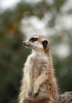 Alert meerkat Stock Photos