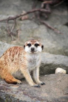 Alert meerkat Stock Photos