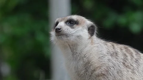 An alert meerkat turns its head against a green background Vídeo Stock 344992507