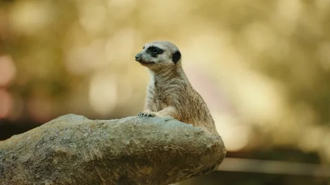 Alert Mongoose Sitting on Rock at Sunset Stockbeeldmateriaal 333596677