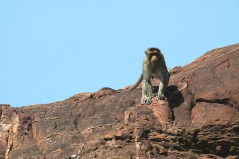 Alert Monkey Stock Photos