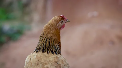 Alert mother hen close up shoot Stock Footage 155368136