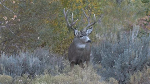 Alert Mule Deer Buck Licks His Nose &amp; Chews Stock Footage 117655352