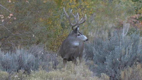 Alert Mule Deer buck in Sagebrush &amp; Quakies Stock Footage 117656189