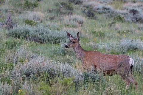 Alert Mule Deer Stock Photos