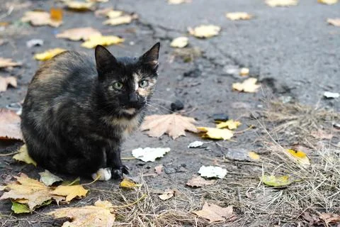 Alert multicolored cat sitting on a path in an autumn park among fallen yel.. 스톡 사진