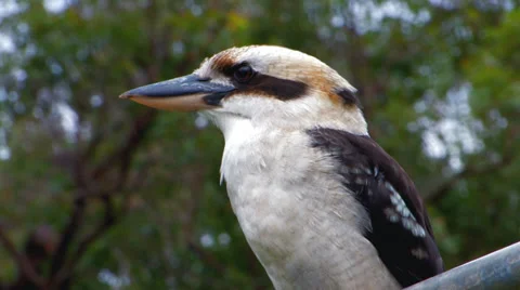 Alert but not alarmed Video stock 29648208