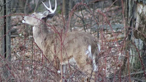 Alert one-antler white-tailed buck standing in woodland Stock-Footage 339200294