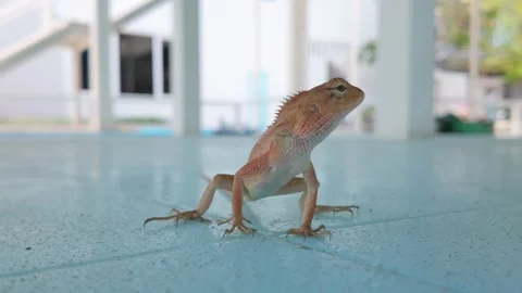 Alert Oriental Garden Lizard Standing On A Tiled Floor. Close-up Shot Stock Footage 337225226