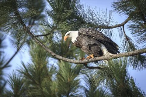 An alert perched bald eagle. Stock Photos