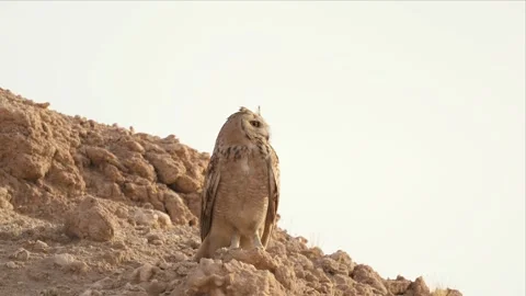 Alert Pharaoh Eagle-Owl Perched on a Desert Ridge Against a Bright Sky Stock Footage 342486785