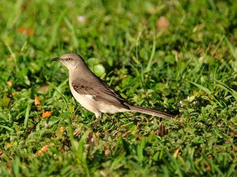 On Alert Stock Photos