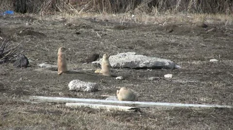 Alert Prairie Dogs Stock Footage 20600893