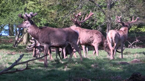 Alert red deer stags grazing in spring in the deer park north of Copenhagen 스톡 동영상 49768574