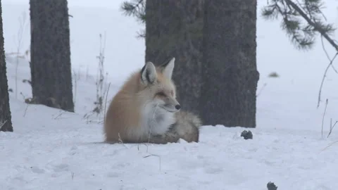 Alert Red Fox resting and rising in a snowy forest near Yellowstone NP. Stock Footage 170878329