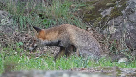 Alert red fox showing cautious behavior in natural habitat 03 Stock Footage 233454806