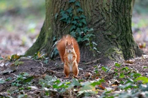 Alert Red Squirrel Standing on Forest Floor by Large Tree Stock-Fotos