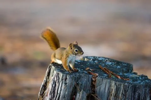 Alert red squirrel on tree stump 스톡 사진