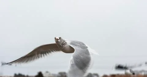 Alert Ring-billed Gull looking for food Stock Photos