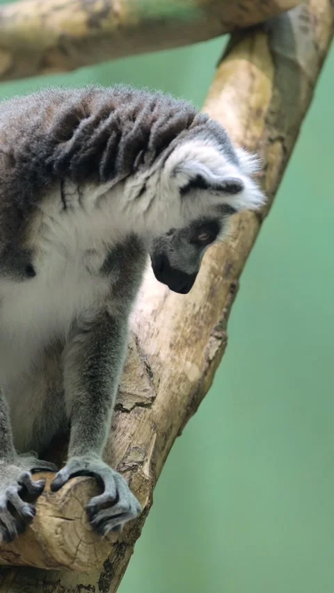 Alert Ring Tailed Lemur Perches Steadily On Dry Timber Branch. Inquisitive 스톡 동영상 346989760