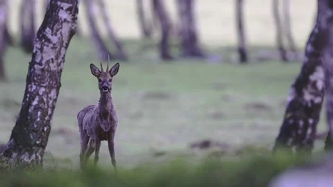 Alert Roe deer buck in a forest Video stock 155742822