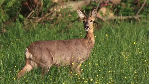 Alert roe deer doe in tall grass in spring Stock Footage 328704380