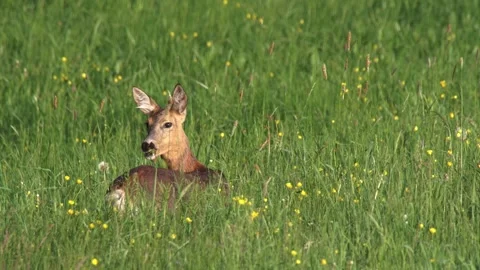 Alert roe deer doe in tall grass in spring Stock Footage 328704385