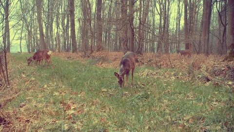 Alert roe deer grazing on path in forest. Stock Footage 86235252