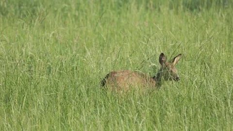 Alert Roe Deer Hidden in Tall Grass – Ears Raised Camouflage Wildlife 4K Stock Footage 340234126