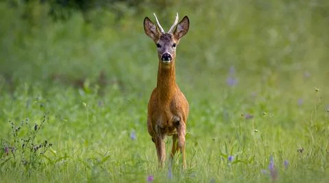 Alert roe deer looking to the camera and walking forward on meadow Stock Photos