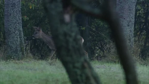 Alert roe deer moving between trees at dawn Stock Footage 307596884