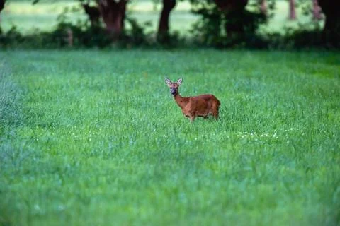 Alert roe deer standing in grass looking towards camera. Stock Photos