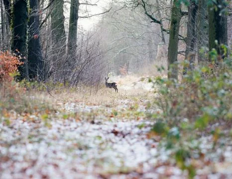 Alert roe deer standing on path in winter forest. Stock Photos