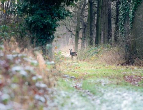Alert roe deer standing on path in winter forest. Stock Photos