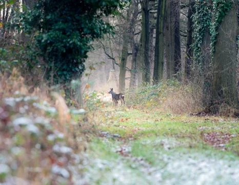 Alert roe deer standing on path in winter forest. Foto stock