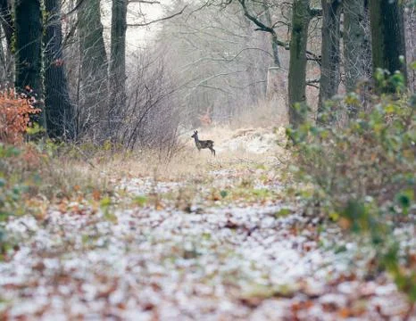 Alert roe deer standing on path in winter forest. Stock Photos