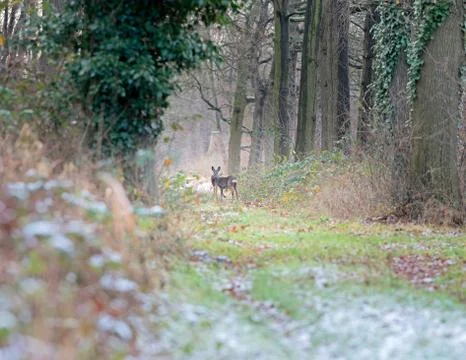 Alert roe deer standing on path in winter forest. Stock Photos