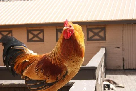 The Alert Rooster Foto stock