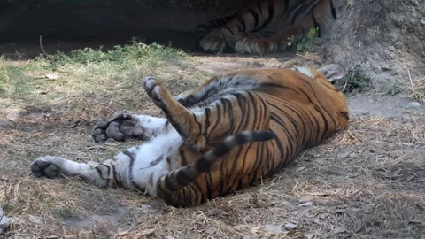 An alert Royal Bengal Tiger lying captive in its cage at an animal reserve. Stock Footage 263739064