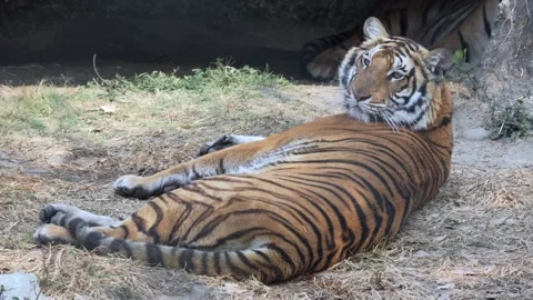An alert Royal Bengal Tiger lying captive in its cage at an animal reserve. Stock Footage 263739074